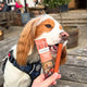 NEW Scampi Fries - Bar Snack
